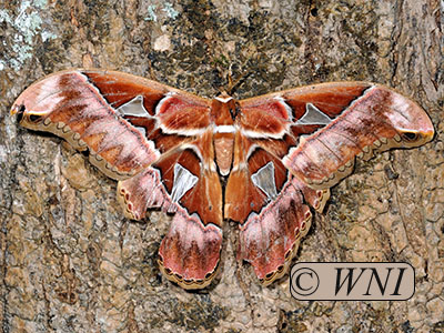 Arethusa Silkmoth (Rothschildia arethusa)
